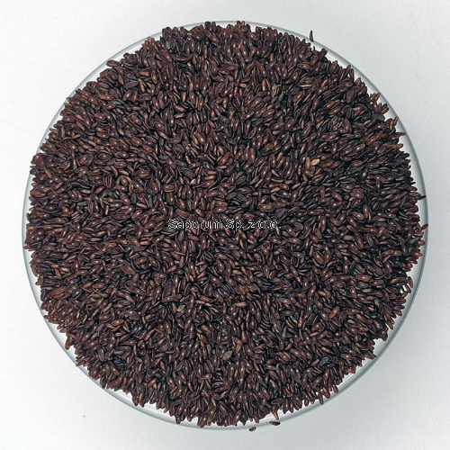 babka_plesznik_Saporum_09.png