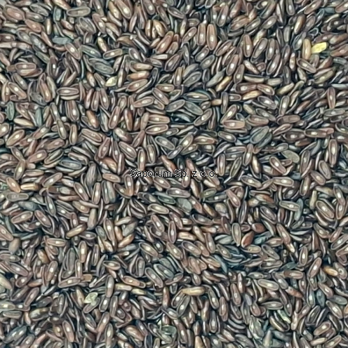 babka_plesznik_Saporum_04.png