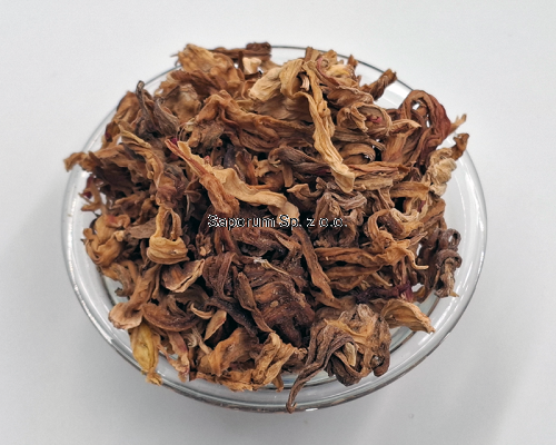 hibiskus_kwiat_bialy_Saporum_05.png