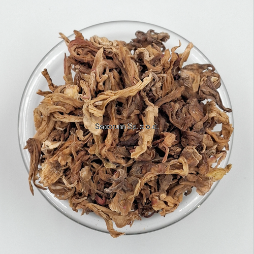 hibiskus_kwiat_bialy_Saporum_07.png