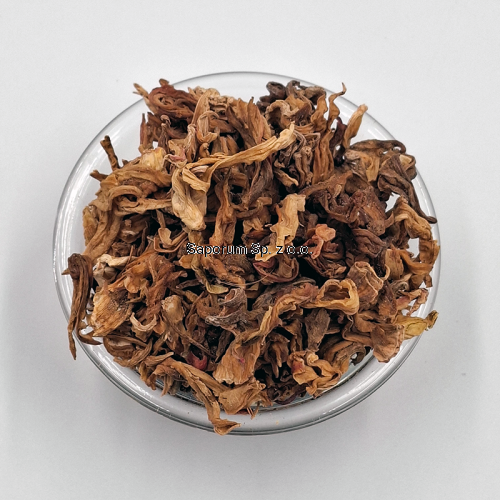 hibiskus_kwiat_bialy_Saporum_08.png