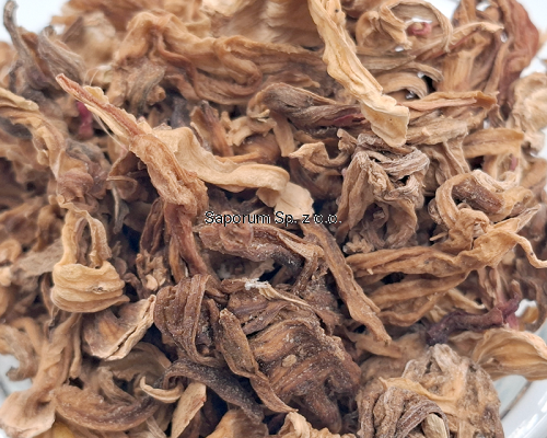 hibiskus_kwiat_bialy_Saporum_06.png